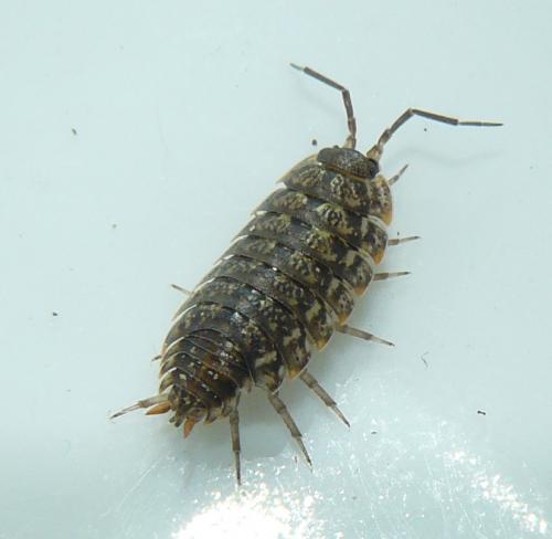 Porcellio monticola